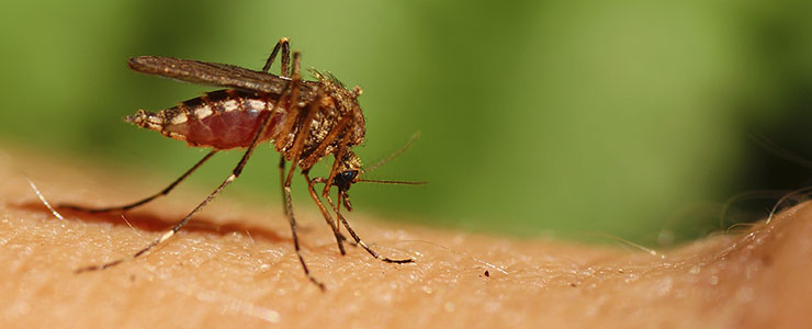 Mosquitoes Flies Control Treatment