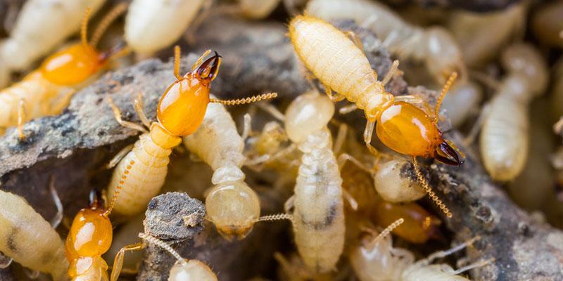 Termite Control service in Abu Dhabi, UAE